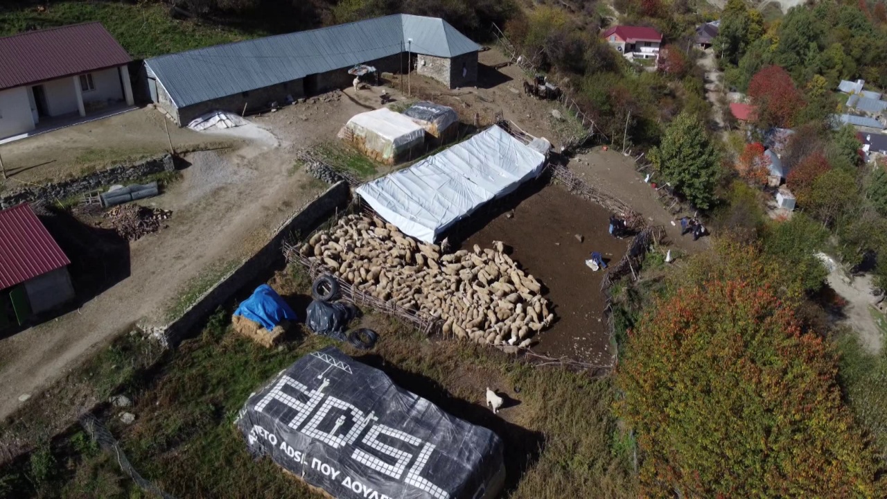Shfaqet afta epizootike në Greqi  Shqipëria ndalon importin e kafshëve  sëmundja nuk ka kurë