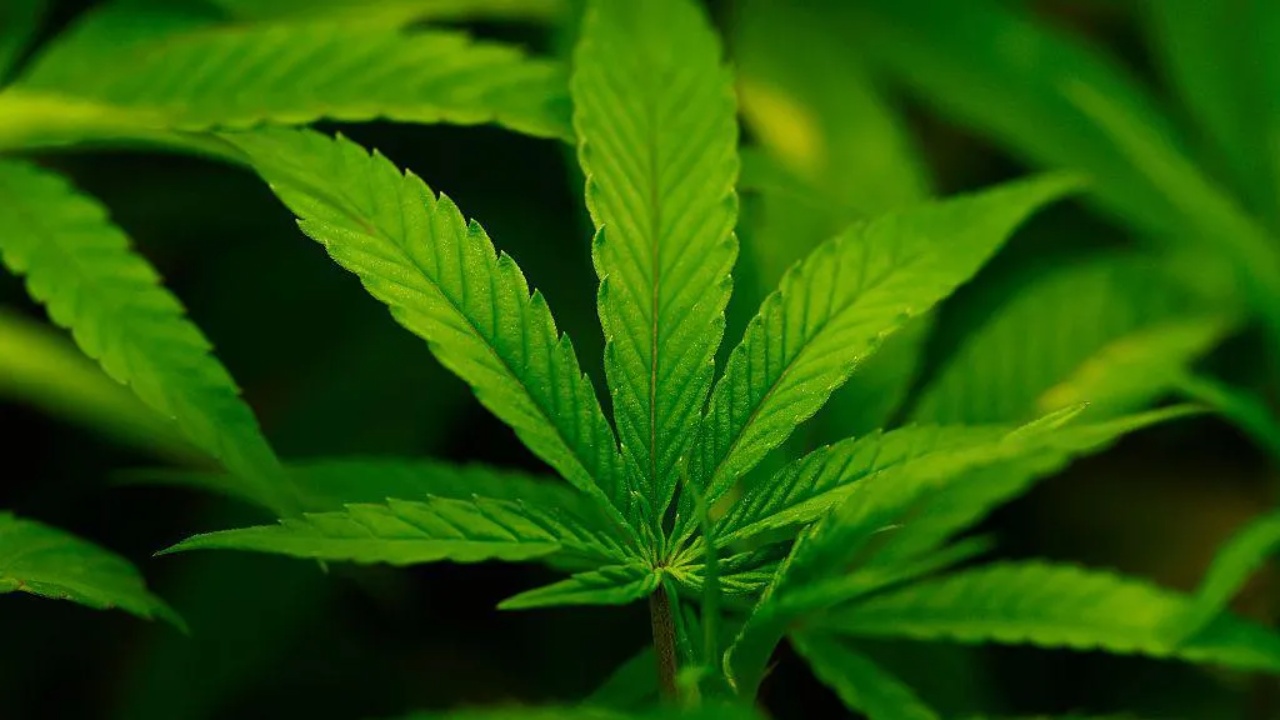 administrata-trump-riklasifikon-kanabisin-konsiderohet-si-me-pak-i-rrezikshem