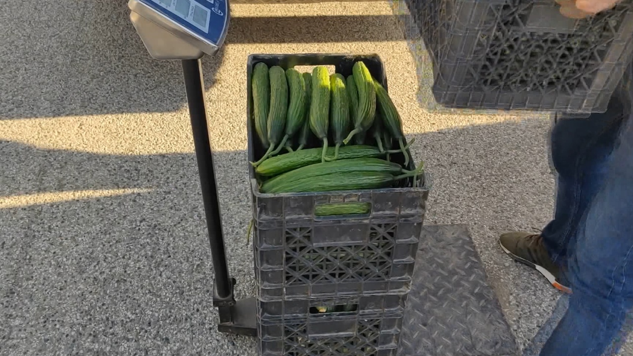 Shtrenjtohet kastraveci  përgjysmohet prodhimi në serat e Lushnjës  fermerët  Faji i pesticideve  s ka cilësi