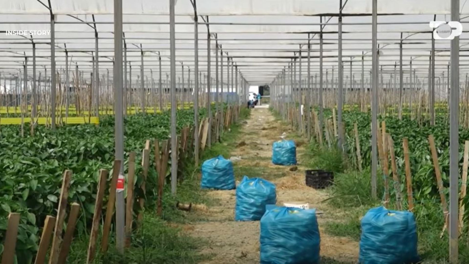 Inside Story  Mbi 70  e bujqësisë informale  pse skema e rimbursimit nuk mbështet fermerët e vërtetë  Truku që favorizon importet