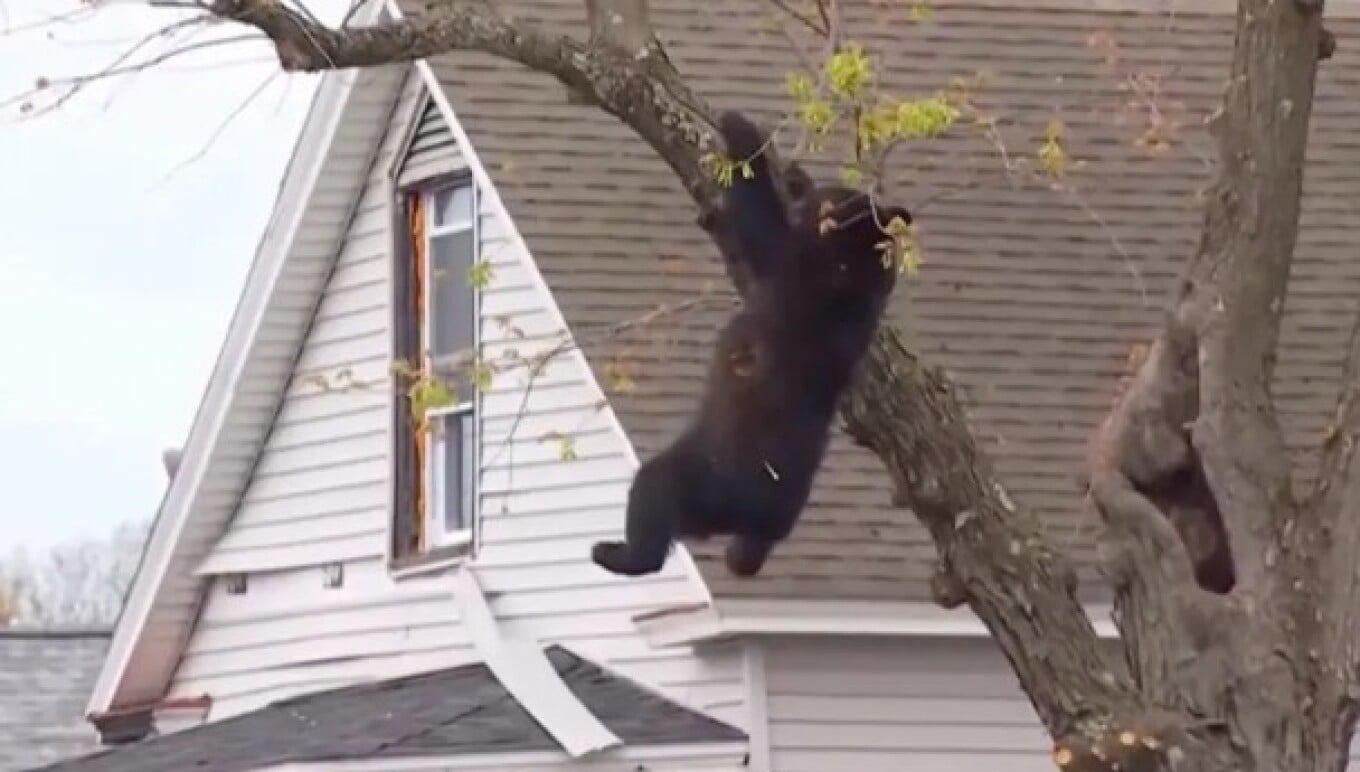 Këlyshi i ariut ngjitet në pemë në një lagje të New York  operacion shpëtimi për ta kthyer në habitatin natyror