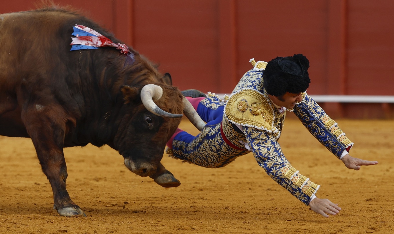 Lëndim i rëndë për  mbretin e toreadorëve  në Spanjë  briri i demit i shkaktoi një plagë të brendshme 10 centimetra