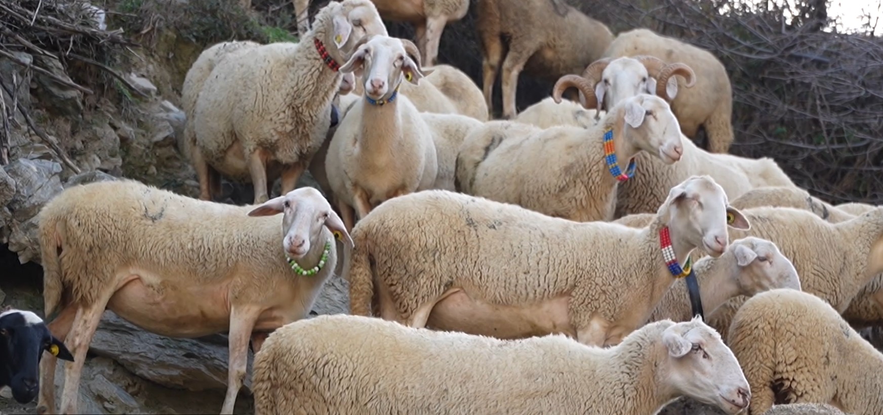 Dëmshpërblim fermerëve për murtajën  qeveria kompenson financiarisht dëmet nga murtaja e bagëtive që vrau mijëra kafshë