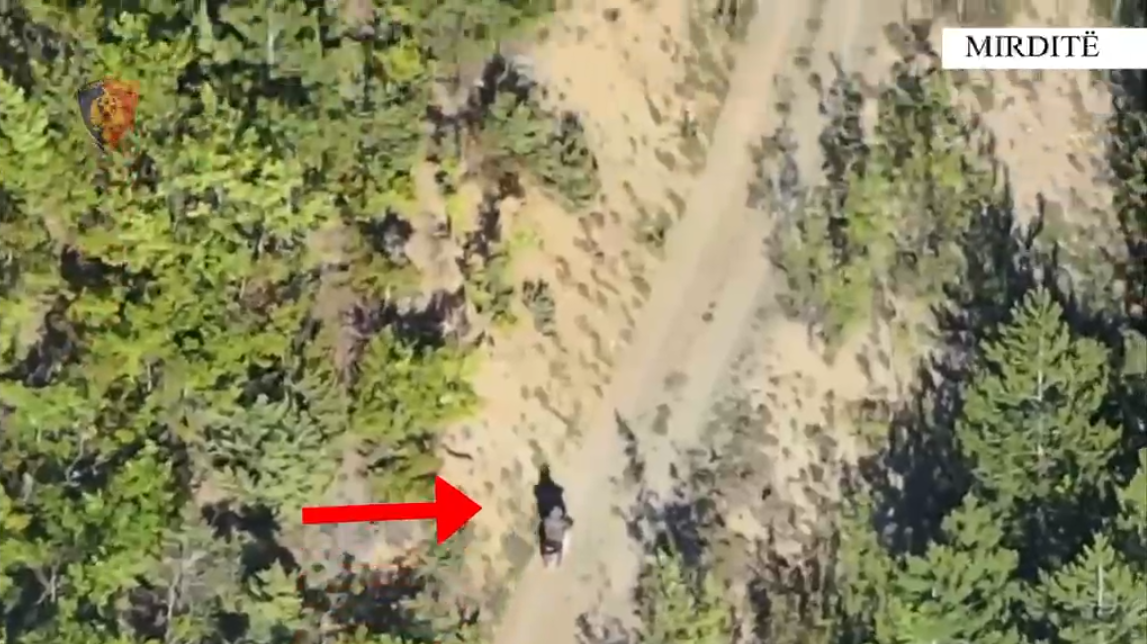 U ndoq me dron nga lartësia  Kultivonte fidanë kanabisi  arrestohet i riu në Mirditë