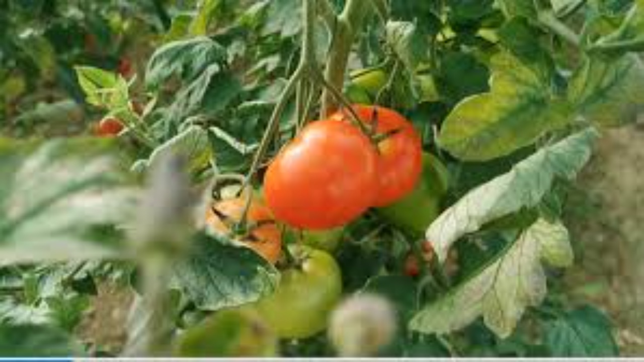 Çmim rekord i domates  kushton 350 lekë kilogrami  fermerët  Edhe neve na vjen turp  por kostot janë rritur shumë