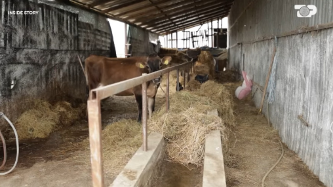 Inside Story  Bujqësia  sektori i pjesës dërrmuese të GDP u tkurr me 1 4  sa para shkojnë realisht për mbështetje tek fermeri 