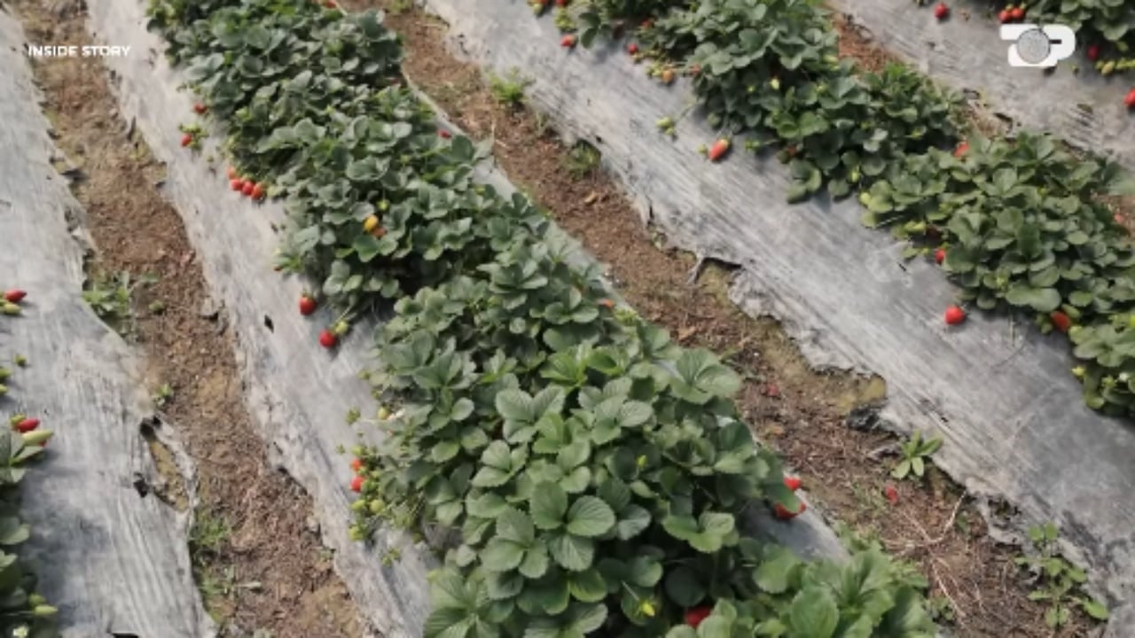 Inside Story  Luleshtrydhet e importit  mbysin  tregun  fermerët e Kafarajt  Grumbulluesit vendas na imponojnë çmime kartel