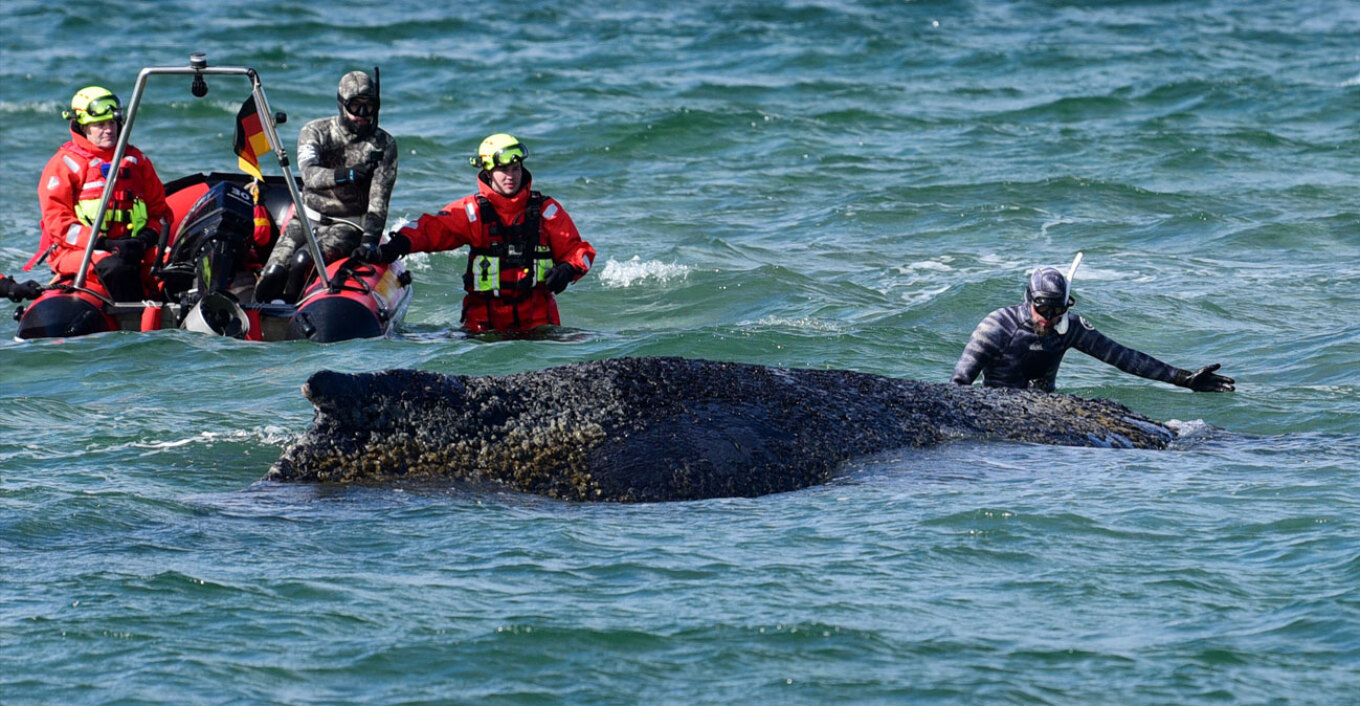 Video  E bllokuar që nga 23 marsi në bregun e Baltikut  përpjekje të dëshpëruara për të shpëtuar  Timin 