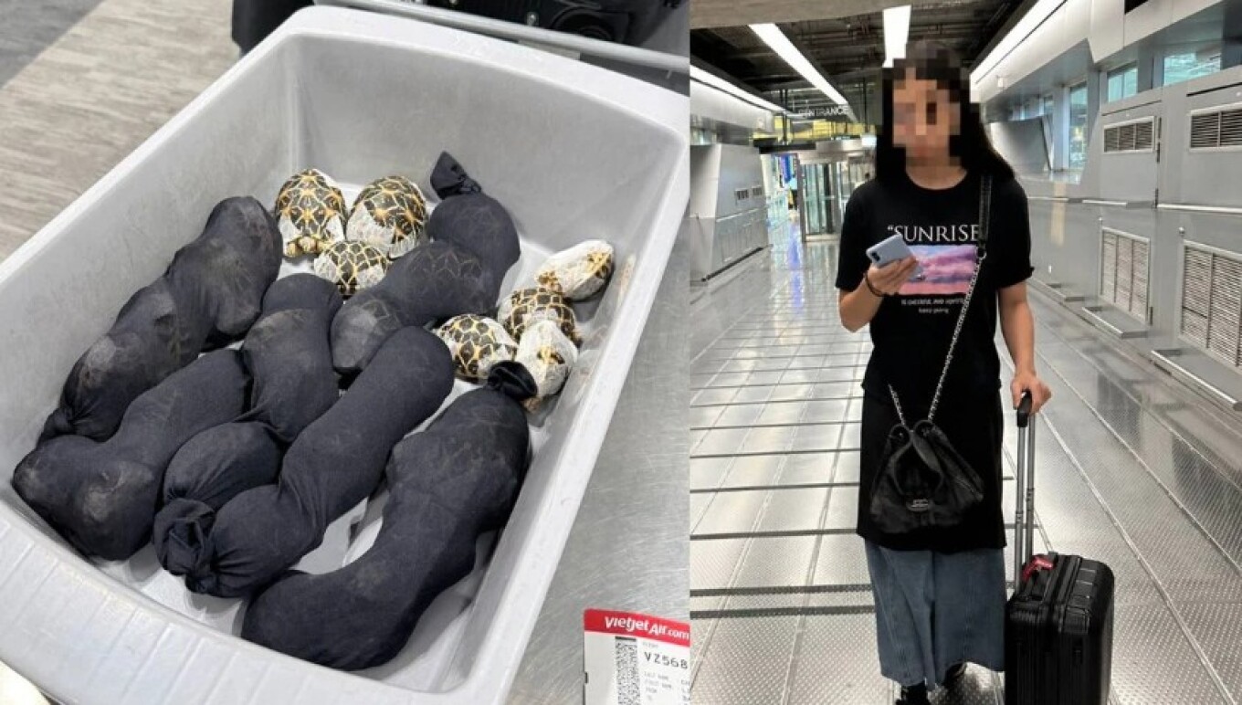 Fshehu në rrobat e saj breshka me vlerë 9000 dollarë  arrestohet në Tajlandë 19 vjeçarja