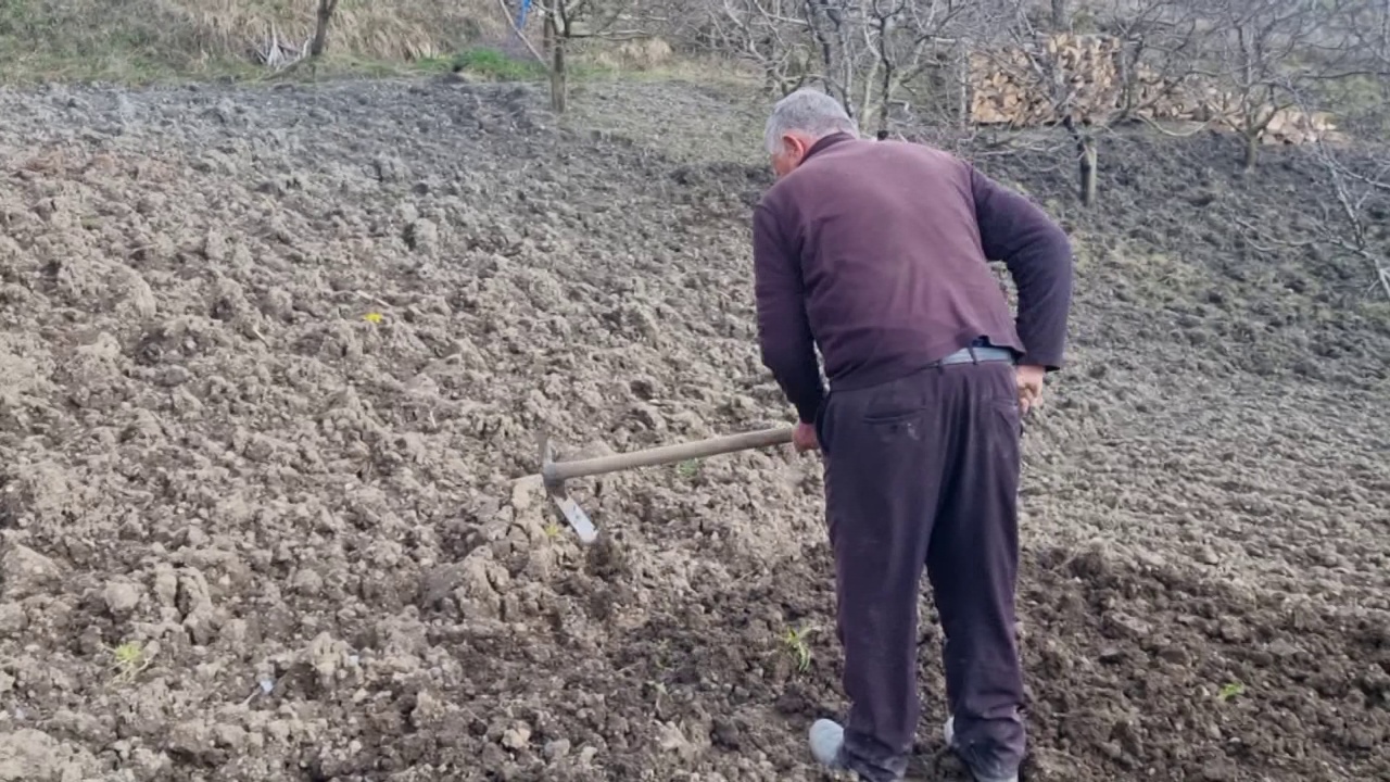 Ulja e temperaturave dhe bora kapi pemët frutore në lulëzim  pritet më pak prodhim në Elbasan