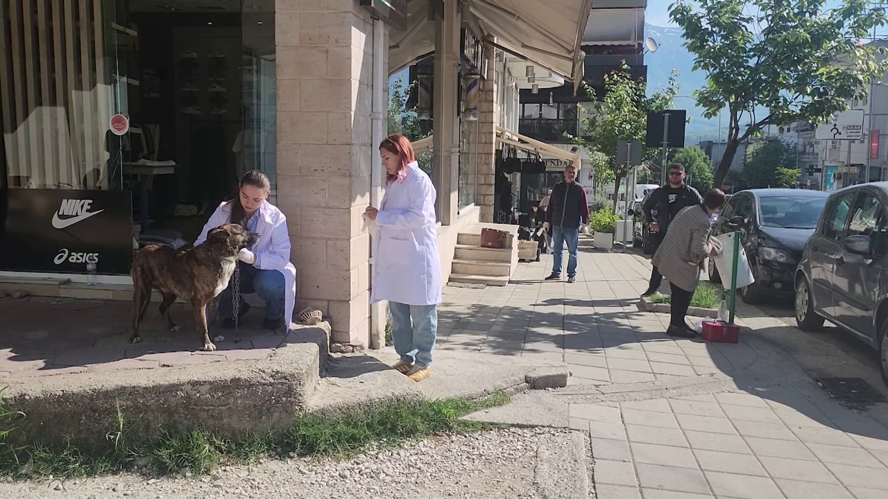 Vaksinim të kafshëve për siguri  Qentë endacakë ishin kthyer në problem  më e prekur zona muzeale e qytetit të Gjirokastrës