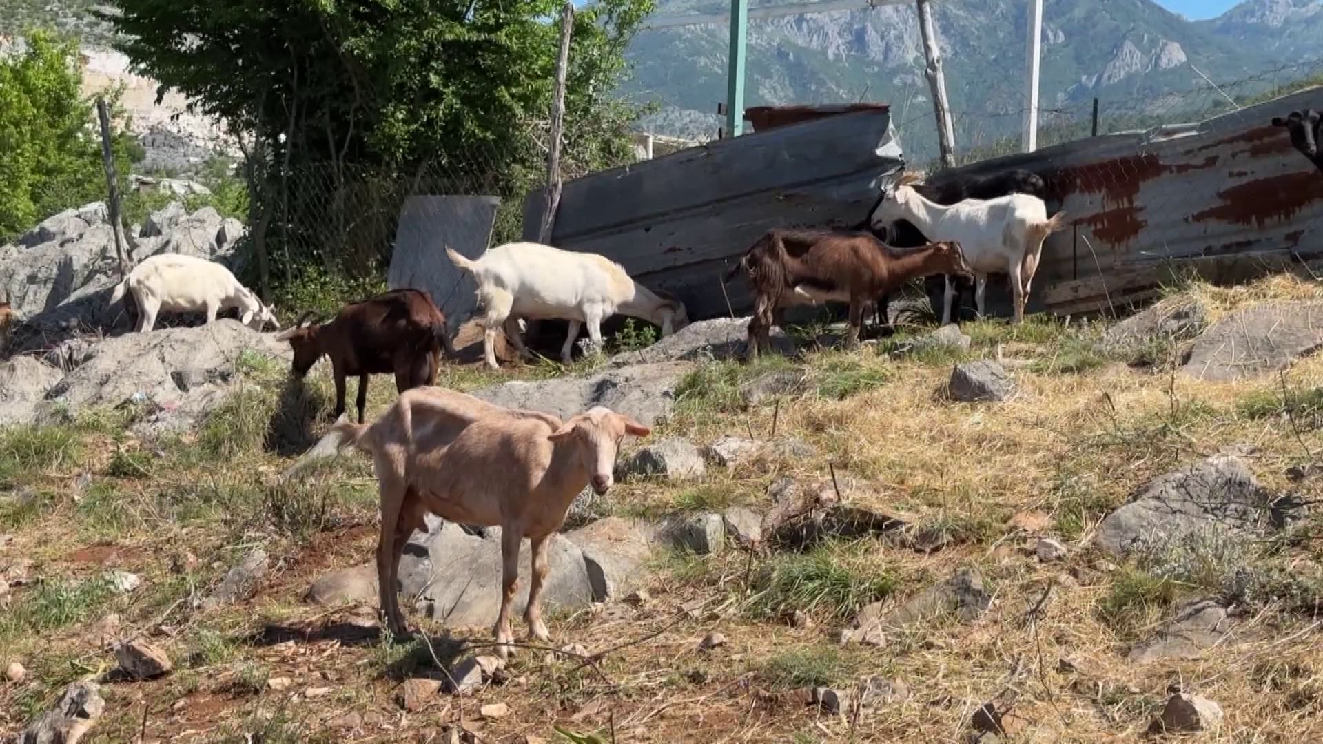 Dëmshpërblimi për murtajën e ruminantëve  Këshilli i ministrave miraton fondin prej 53 milionë lekësh për kompensimin e fermerëve