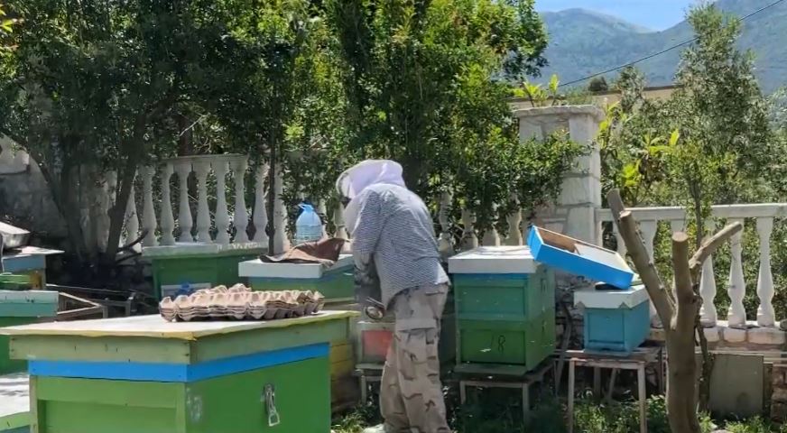 Mjaltë bio nga Dukati  Bletarët presin sezon të mbarë  vjelja e parë nis në mes të qershorit
