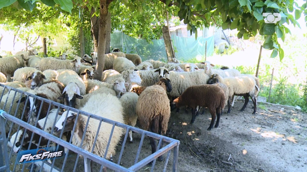 Fiks Fare   Nuk hapim dot dritaret nga era dhe mizat   familja denoncon kopenë e deleve pranë shtëpisë  bashkia  Nuk krijon erëra