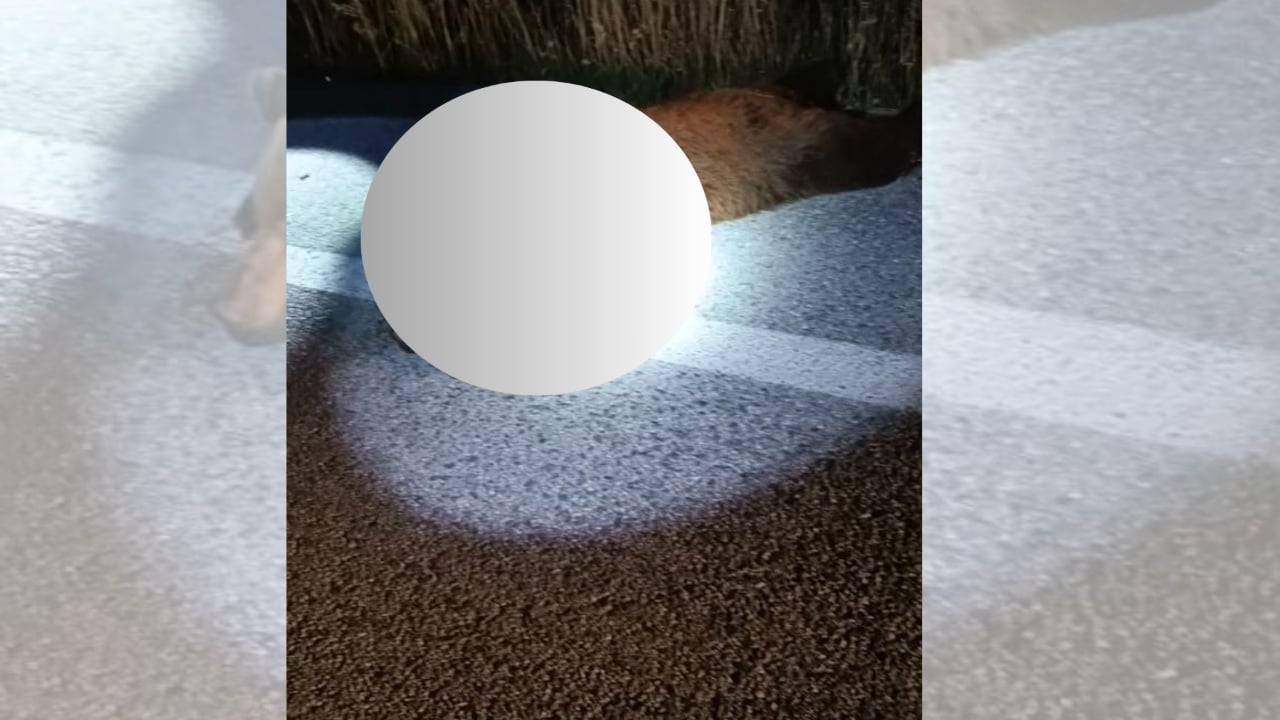 Autoritete mjedisore greke në alarm  tre arinj gjenden të vrarë brenda pak ditësh  Ekspertët  Po i afrohen zonave të banuara