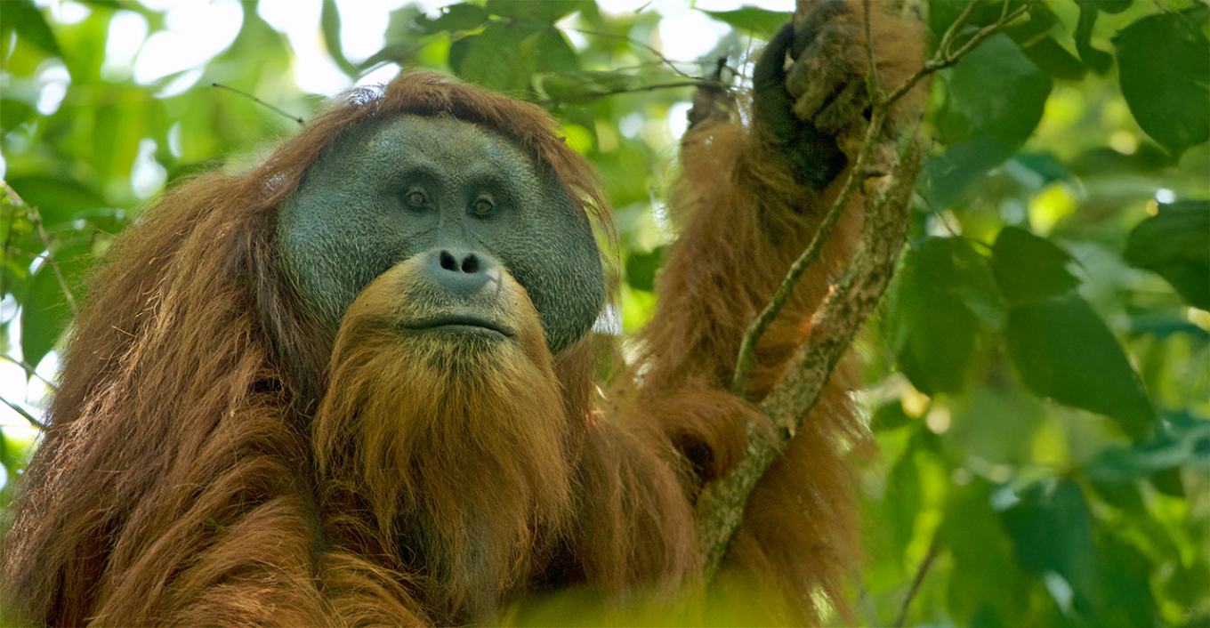 Shirat ekstremë në Indonezi vrasin 58 orangutanë Tapanuli  studiuesit paralajmërojnë rrezik të lartë zhdukjeje
