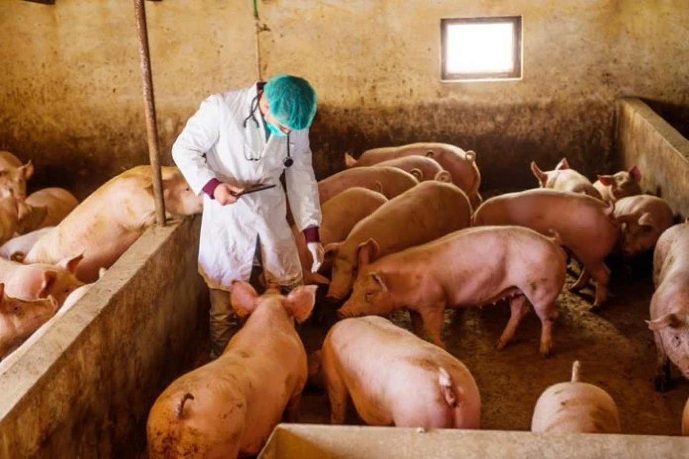 Alarm në Serbi  Konfirmohet murtaja afrikane e derrave  do të asgjësohen 11 mijë krerë
