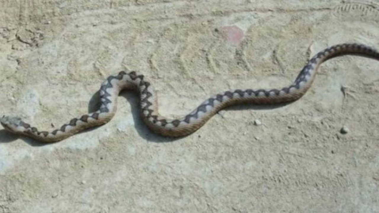 Shqetësim zvarranikët  shtohen rastet e pickimeve edhe nga insektet në Fier