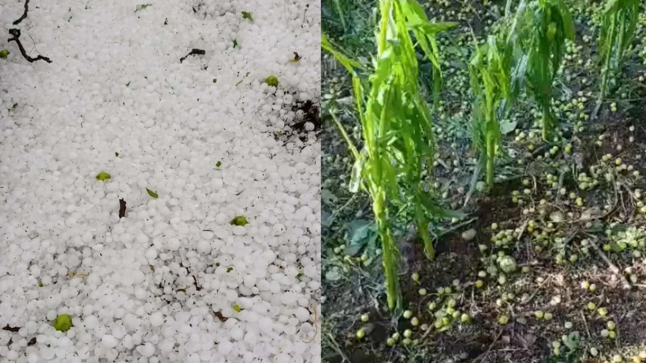 Breshëri gjatë natës shkatërron pemëtarinë  dëme të mëdha në Zavalinë të Elbasanit