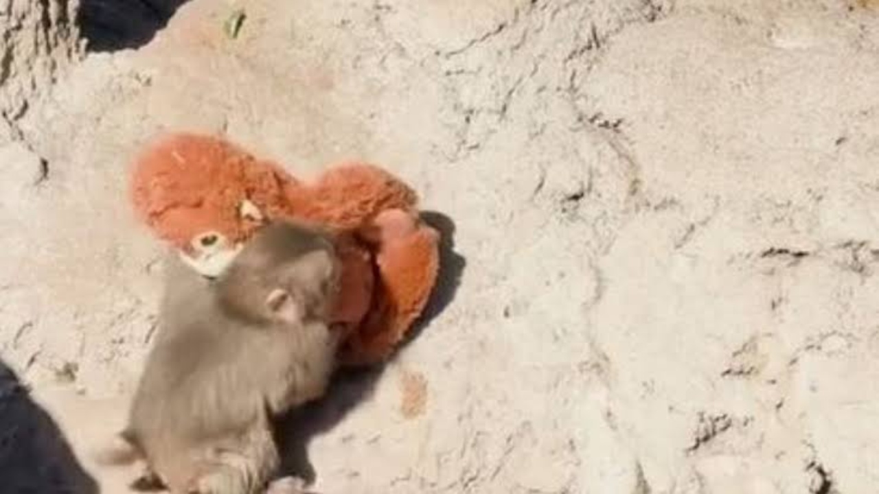 Ditëlindja e Punch  majmuni që pushtoi internetin feston 1 vjetorin në kopshtin zoologjik japonez