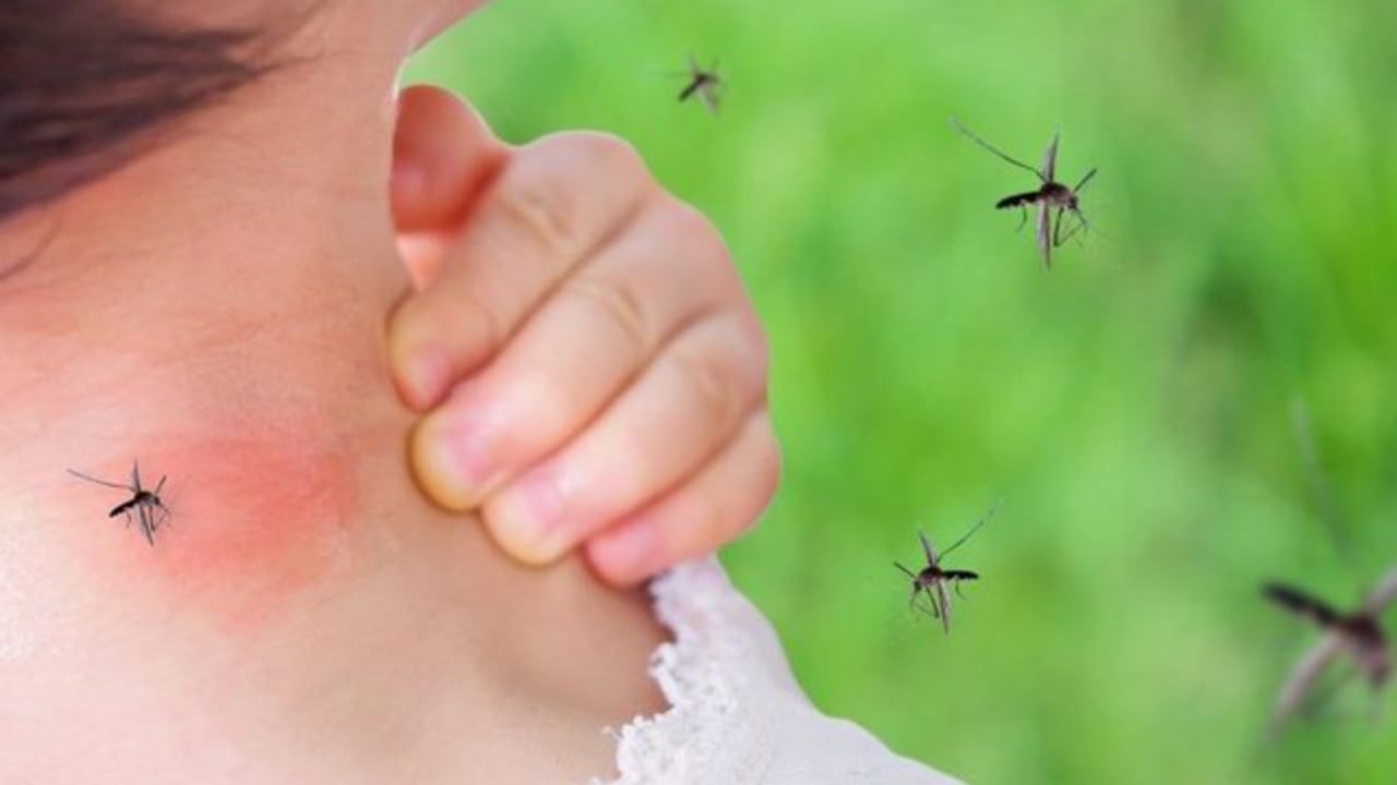 Alarm në Greqi  virusi i Nilit Perëndimor përhapet me shpejtësi  6 viktima dhe 65 të infektuar