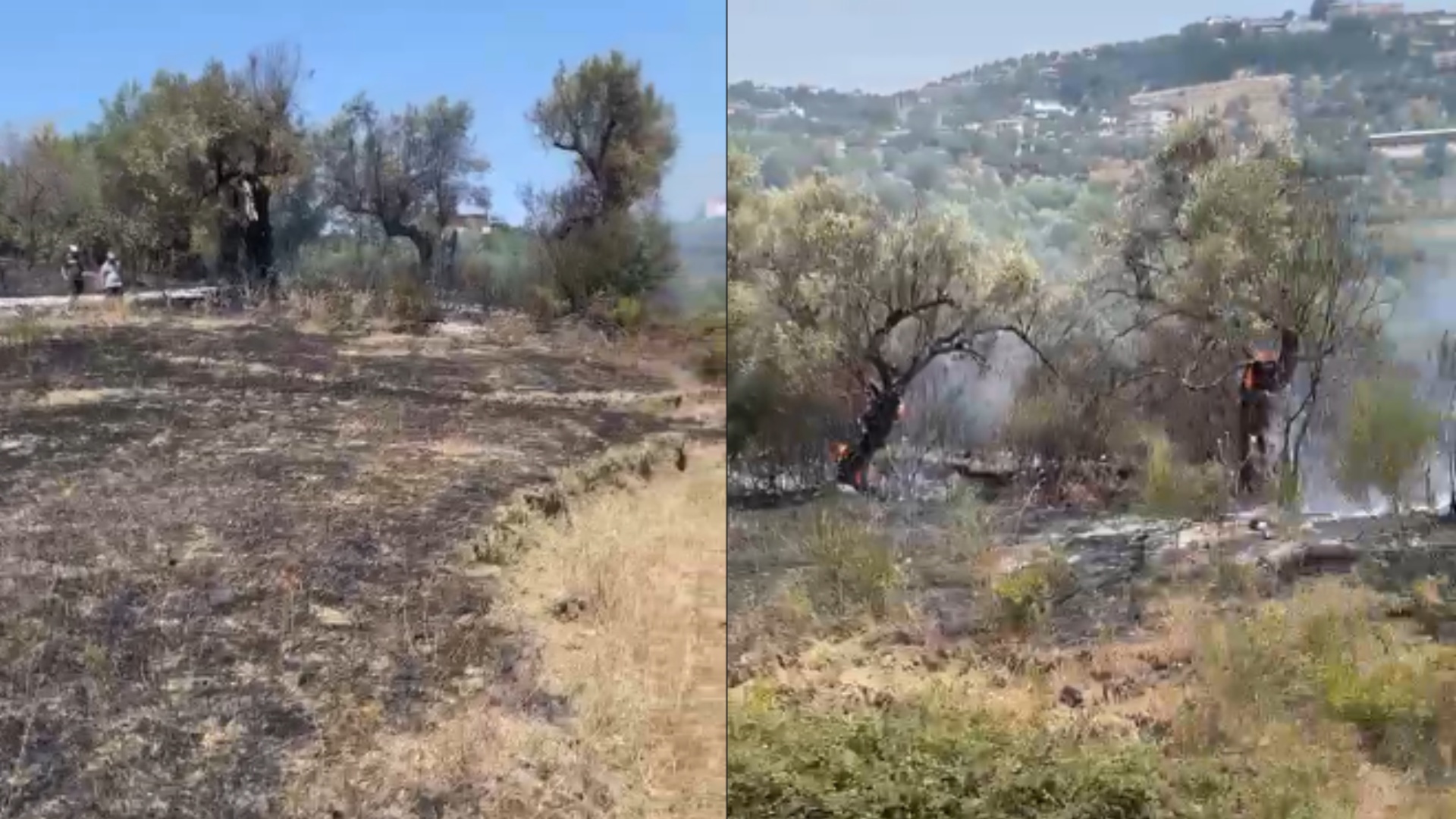 Zjarr në fshatin Trevllazër në Novoselë, zjarri po shkrumbon sipërfaqe të tëra me ullinj shekullorë. Zjarrfikësit në vështirësi prej erërave