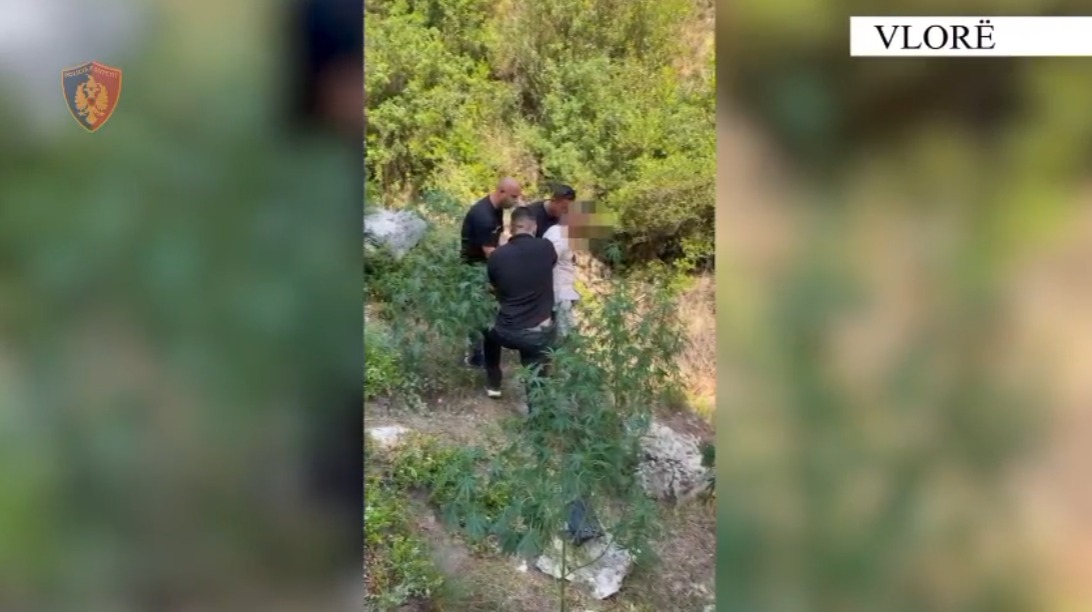 U kap në flagrancë në parcelën që kishte mbjellë me kanabis  arrestohet 33 vjeçari në Vlorë