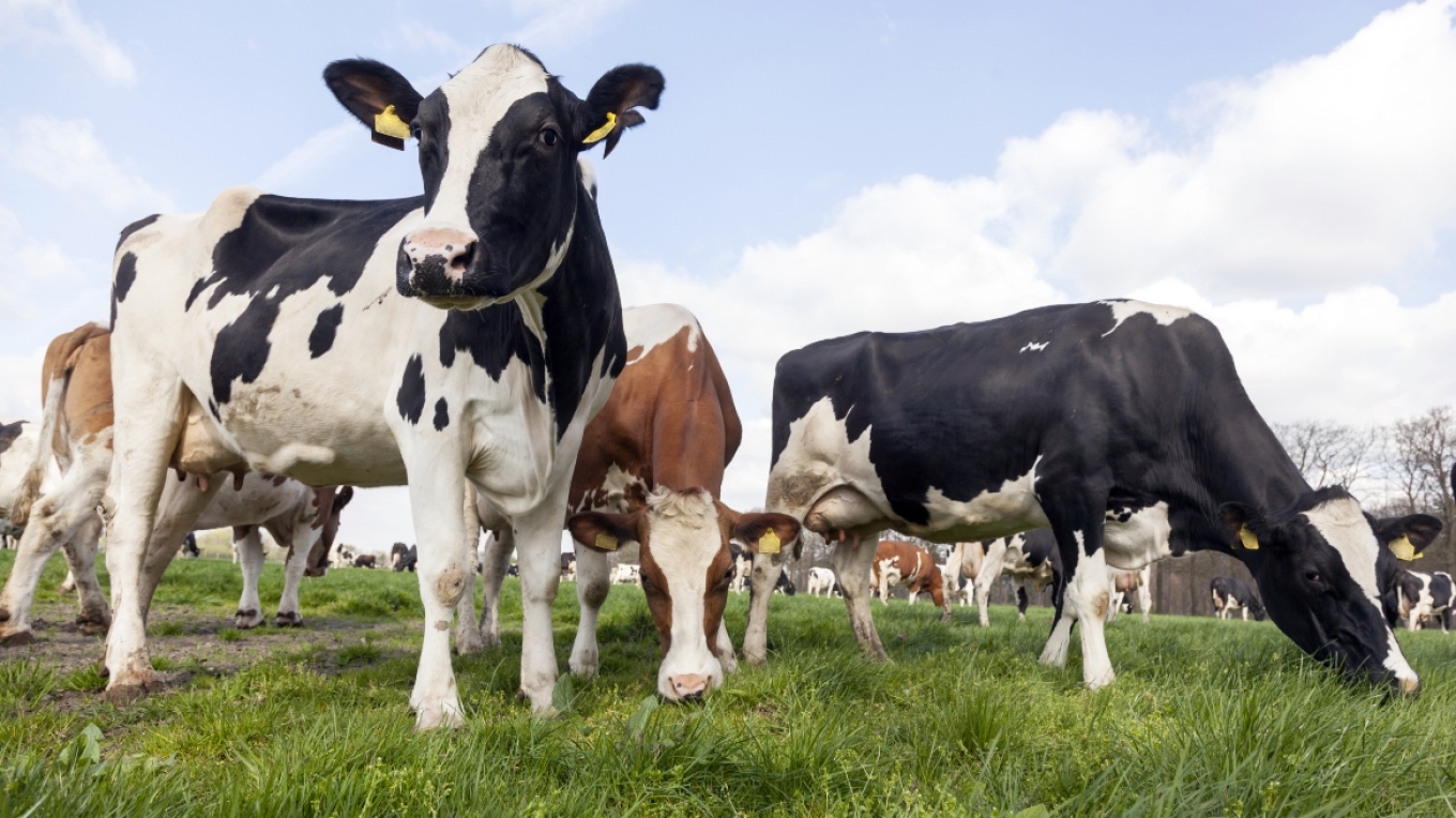 semundja-e-lopes-se-cmendur-rikthehet-ne-skoci-konfirmohet-rasti-i-bse-ne-nje-ferme