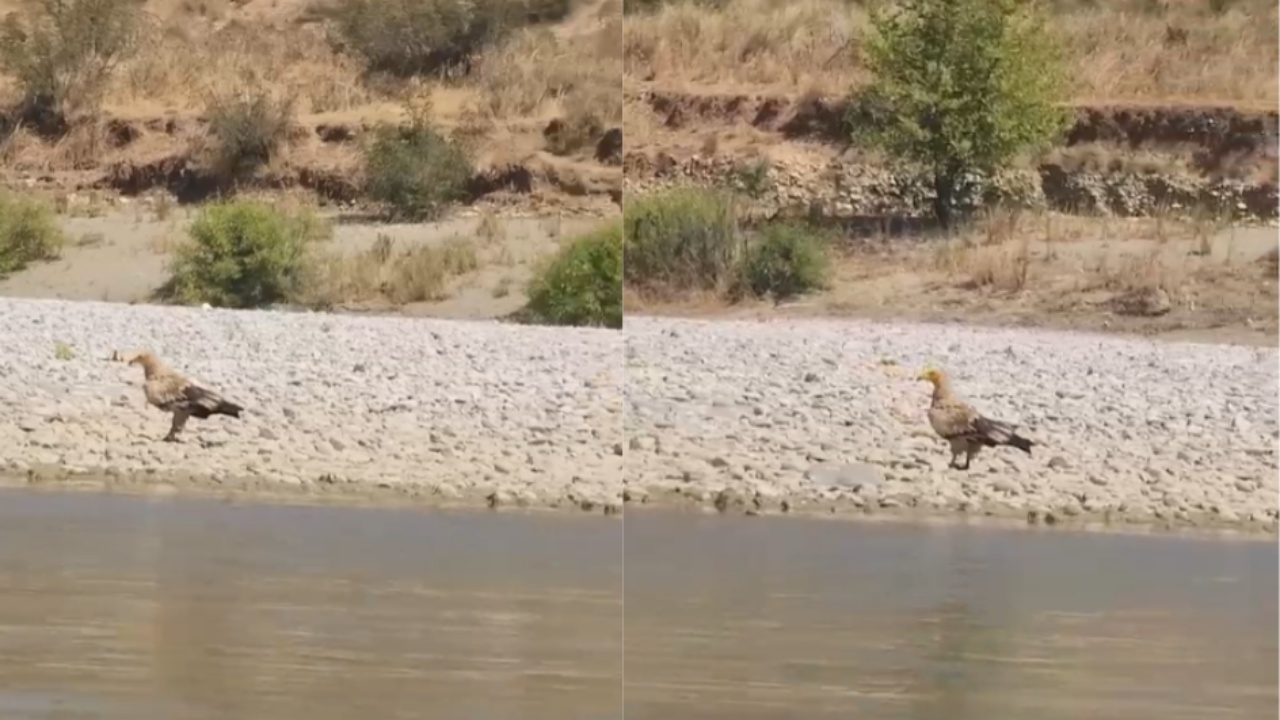Një pamje që nuk shihet shpesh  shkaba egjiptiane  zbarkon  në Vjosë