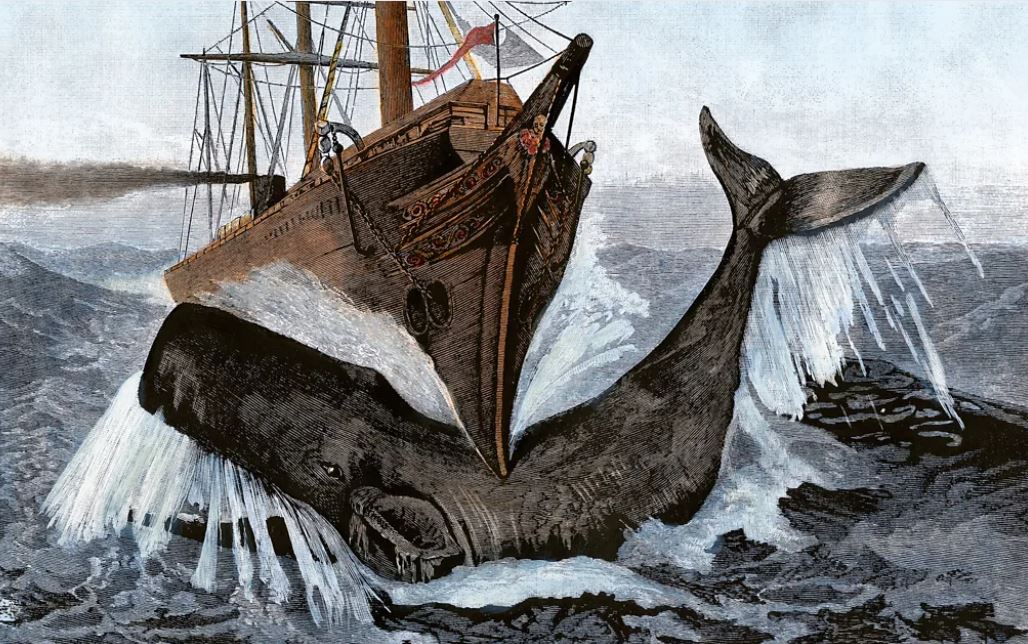 Si balenat kashalot fundosin anijet  Teoria 200 vjeçare që u lidh me tragjedinë e Essex it dhe frymëzoi  Moby Dick 