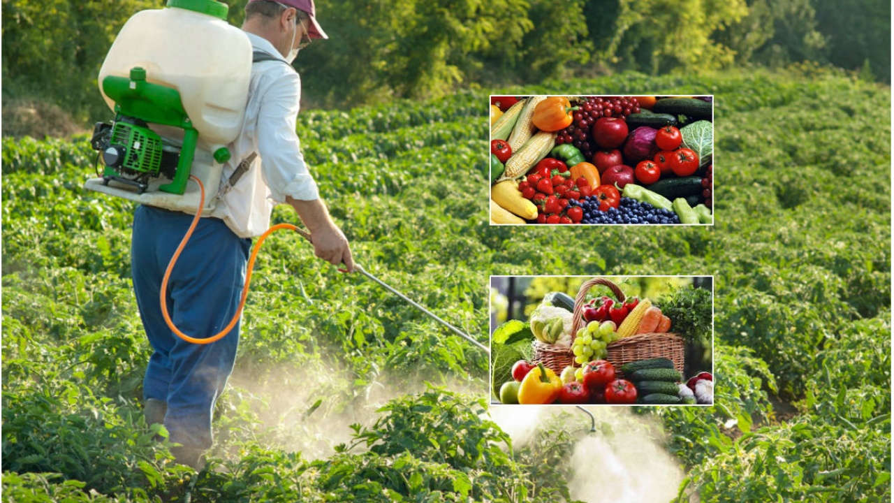 Pesticidet në fruta dhe perime  agronomët rekomandojnë preparate me karencë të shkurtër  kërkohet protokoll i ri