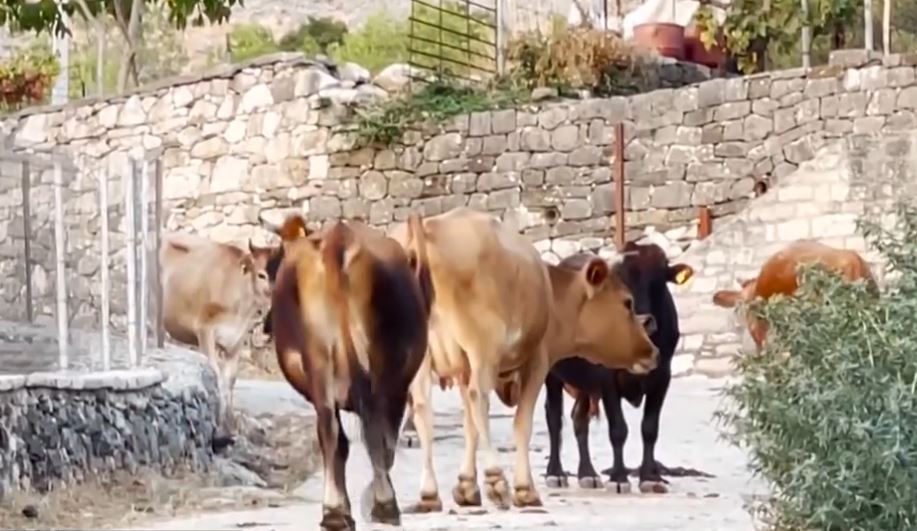 Stalla me 50 lopë pranë banesave  banorët e Libohovës  Na ka ndotur ujin  e marrim 10 km larg