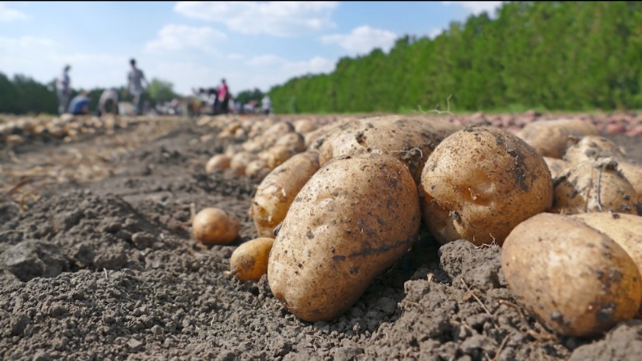 Sezoni i patates në Stëblevë  Fshati që prodhon deri në 10 mijë tonë  fermerët  Jetojmë vetëm me këtë produkt