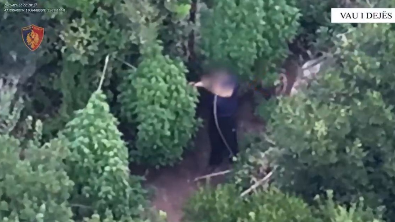 Kultivoi 143 bimë narkotike në fshatin Vilës  arrestohet 50 vjeçari në Vaun e Dejës