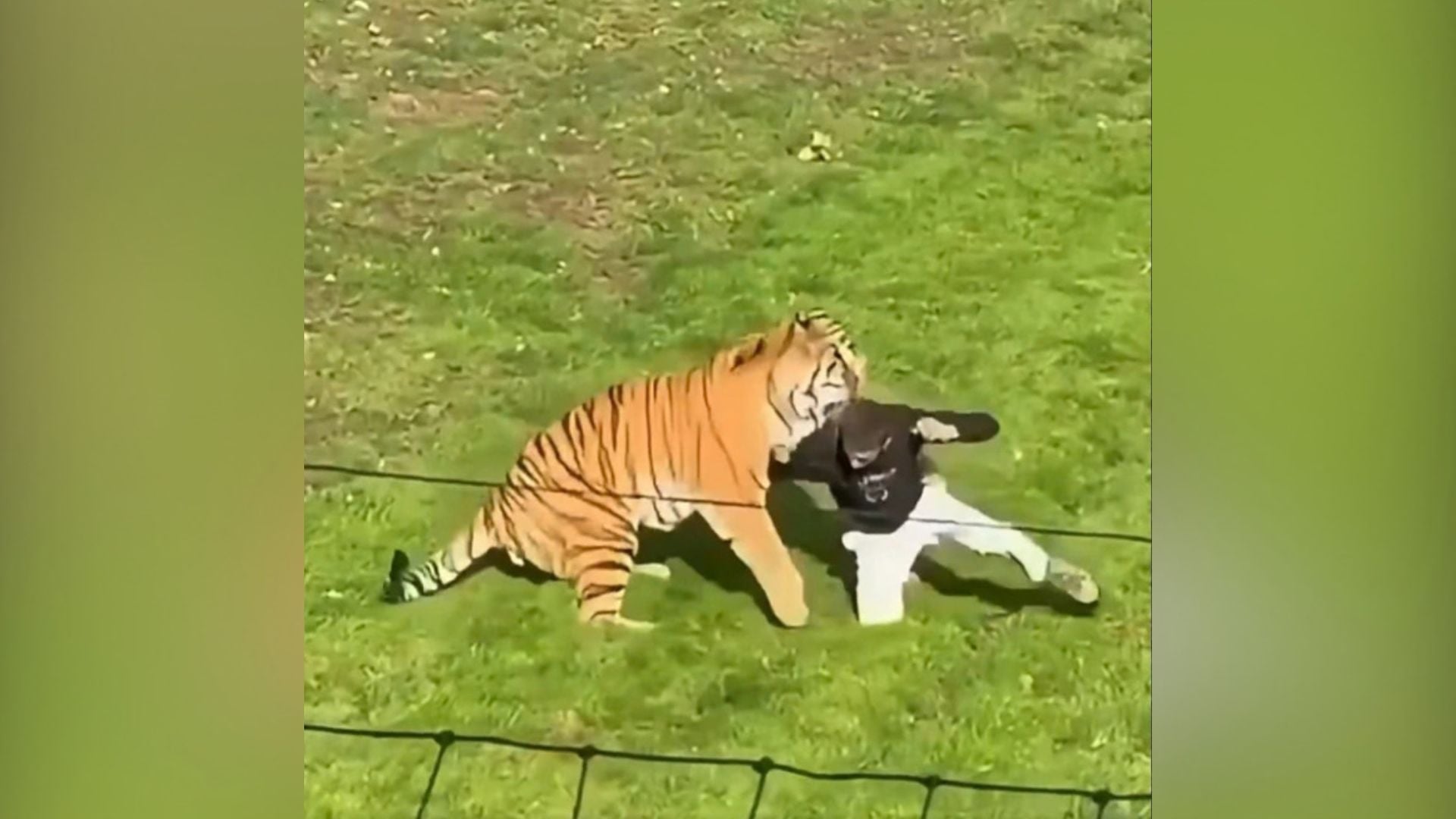 Video   Ndal  ndal    hyri në hapësirën e rrethuar në kopshtin zoologjik  tigri sulmon para vizitorëve një burrë në Britani