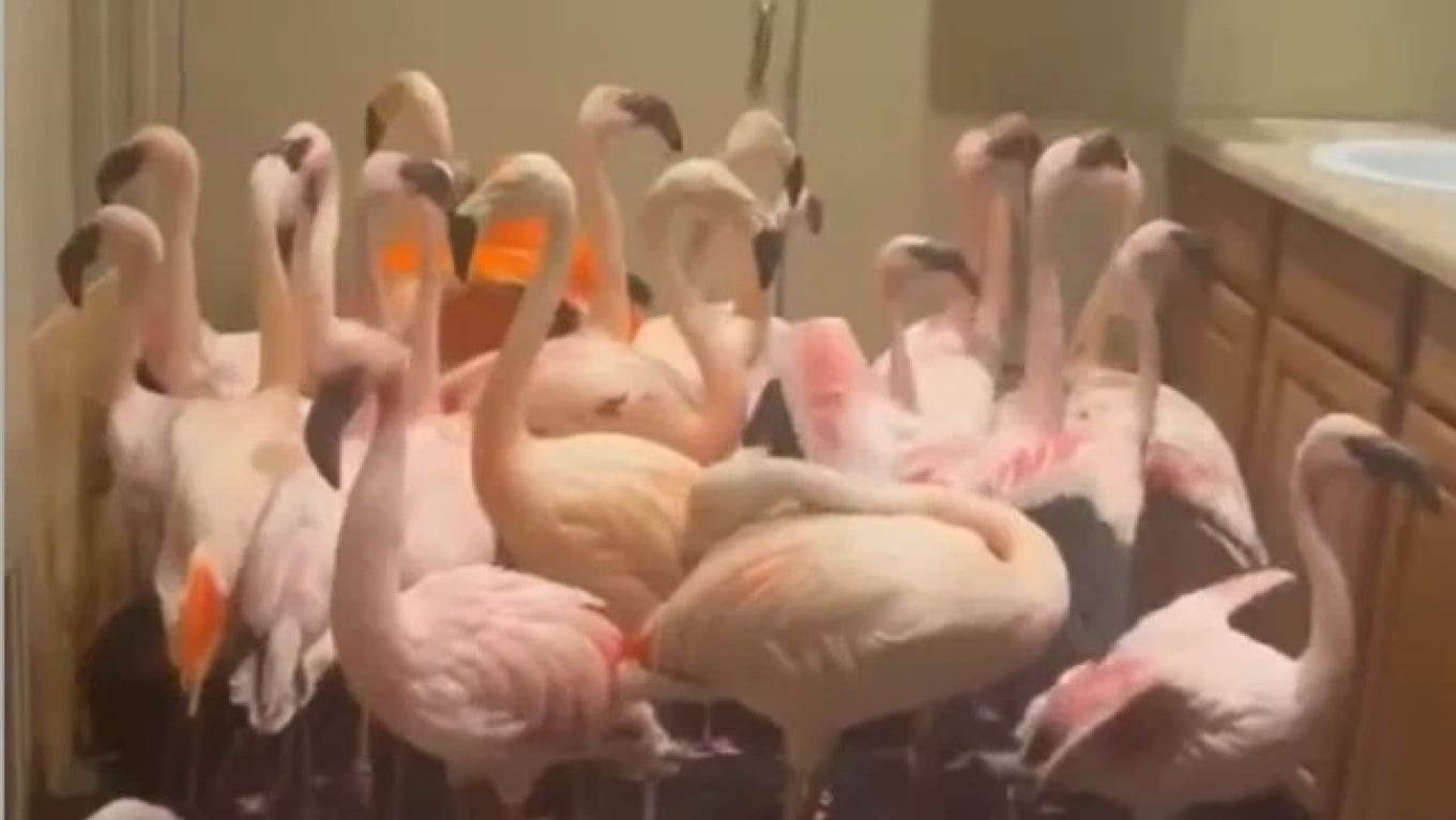 Flamingot strehohen në tualetet e kopshtit zoologjik në Florida  uragani Isaias shkakton viktima dhe dëme të shumta