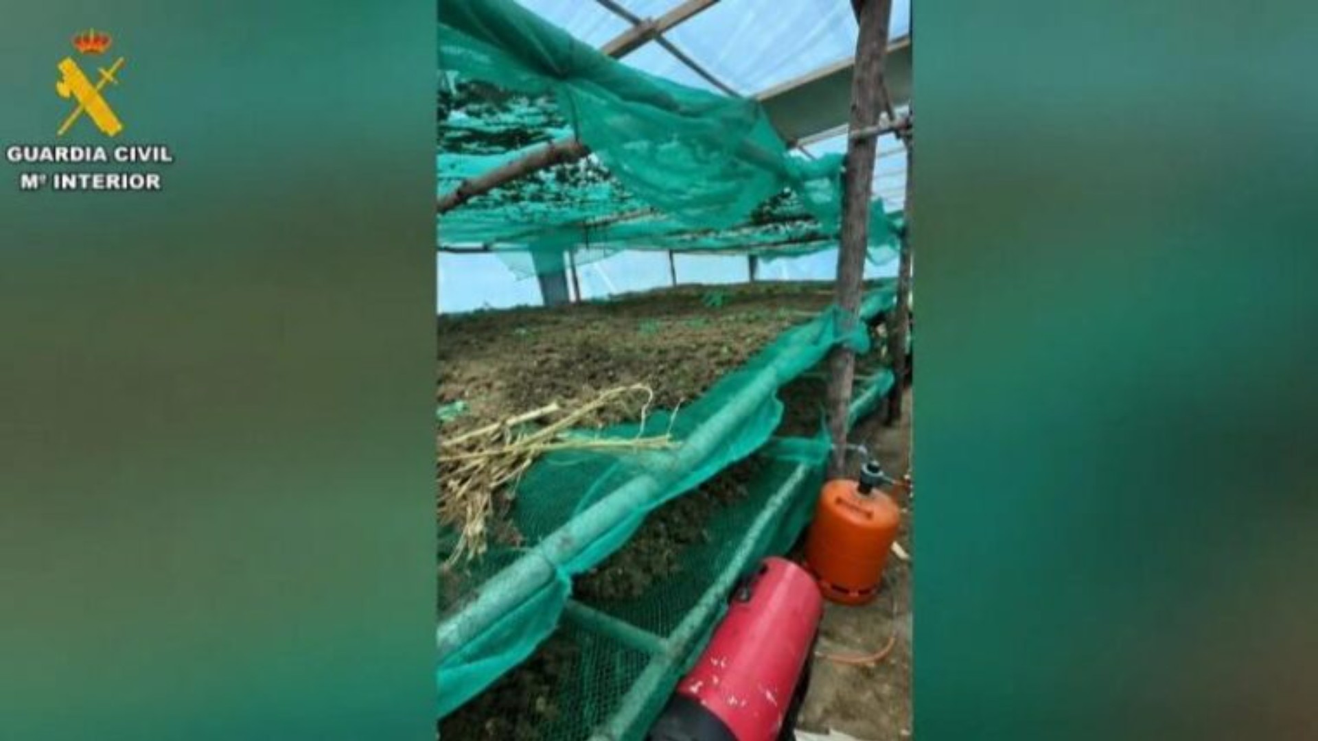 Foto nga burimi: Arrestohen 4 shqiptarë në Spanjë për kultivim kanabisi, sekuestrohen 220 kg marijuanë me vlerë 413 mijë euro