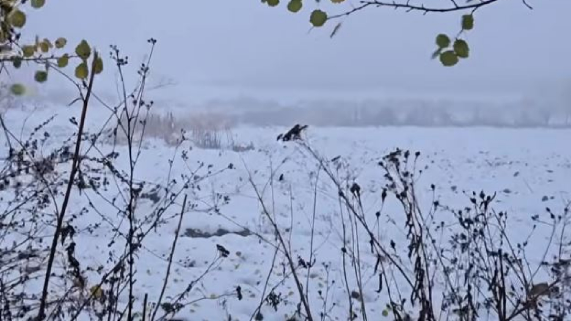Foto nga burimi: Bora e parë zbardh Kukësin/ Dëbora arrin deri në 5 centimetra në zonat malore, rrugët të kalueshme